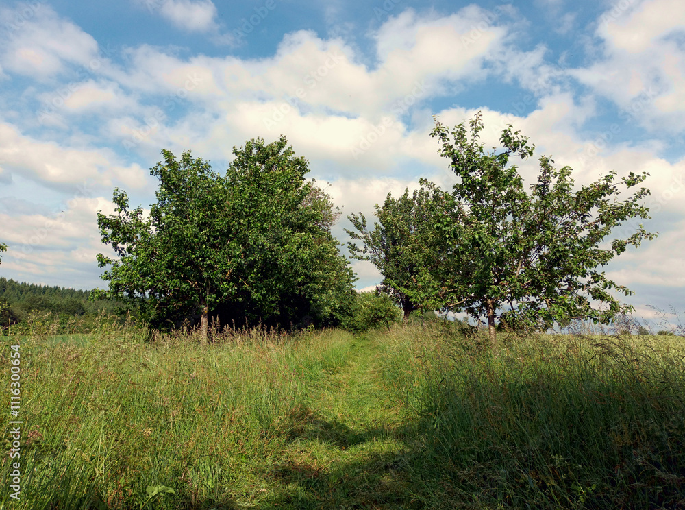 Obraz premium Wiese mit zwei Reihen von Obstbäumen im Sommer auf dem Premium-Wanderweg Saar-Hunsrück Traumschleife Arten-Reich bei Heidenburg im Hunsrück im Landkreis Bernkastel-Wittlich.