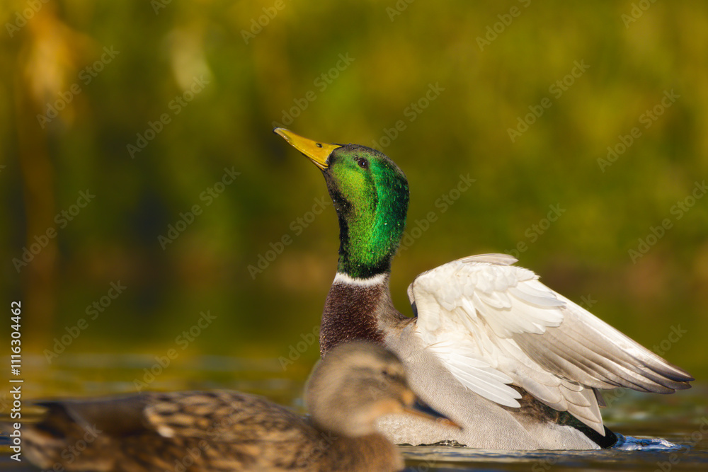 Obraz premium mallard duck on the surface of a pond in the morning light
