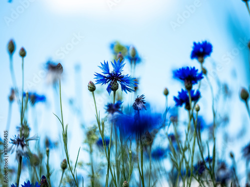 Blue cornflower (Centaurea cyanus) blooming in a summer field, featuring vivid blue petals and a natural rural setting under bright daylight.
