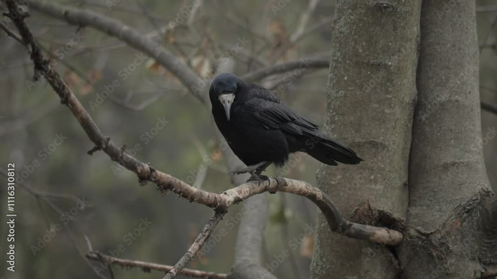 beautiful black raven sitting on a branch in the forest. Black raven in winter. beautiful black raven sitting on a branch in the forest. Black raven in winter.