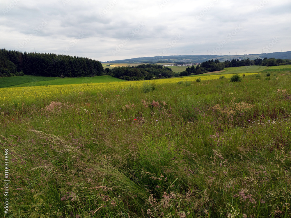 Obraz premium Sommerlandschaft mit Wiesen und Feldern bei Heidenburg im Hunsrück im Landkreis Bernkastel-Wittlich mit Wiesen und Feldern. Aussicht vom Wanderweg Saar-Hunsrück Traumschleife Arten-Reich.