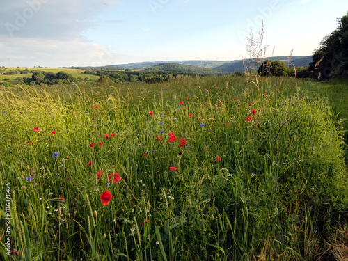 Sommerlandschaft mit Wiesen und Feldern bei Heidenburg im Hunsrück im Landkreis Bernkastel-Wittlich mit Wiesen und Feldern. Aussicht vom Wanderweg Saar-Hunsrück Traumschleife Arten-Reich. photo