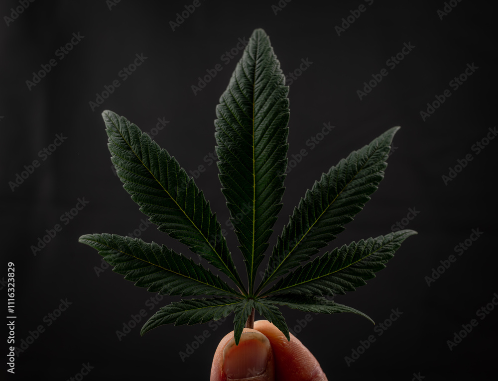 image to crop