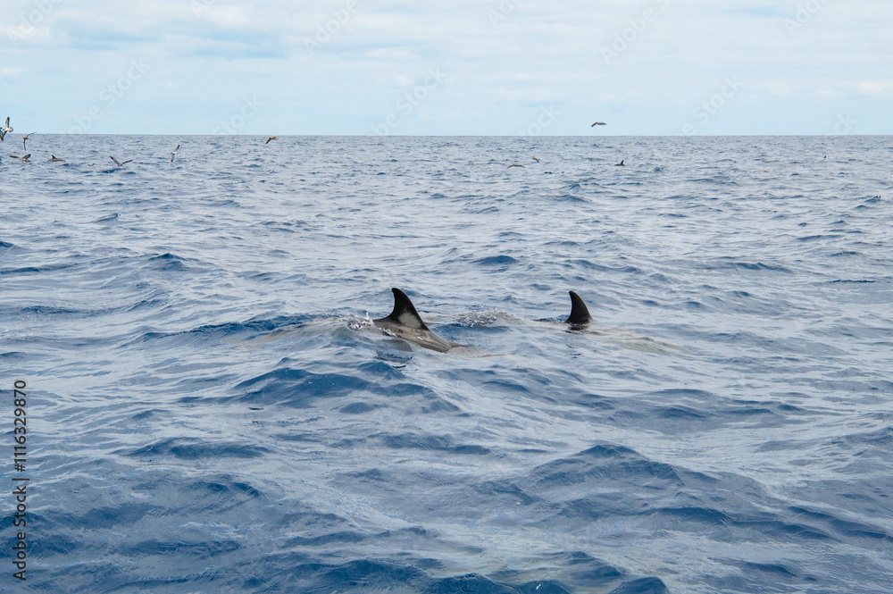 Obraz premium Pair of Wild dolphins swimming at the surface of the Atlantic ocean near São Miguel Island, Azores, Portugal. Short beaked common dolphins (Delphinus delphis). Dolphin in wildlife.