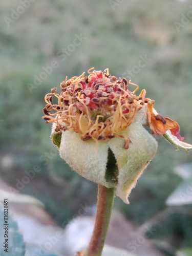 Photography anther and stigma of a Rose flower or male and female reproductive parts of Rosa