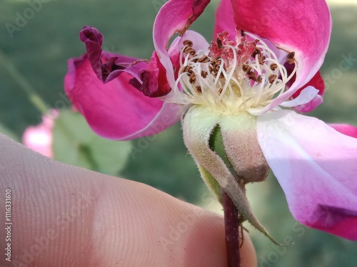 Foto anther and stigma of a Rose flower or male and female reproductive parts of Rosa