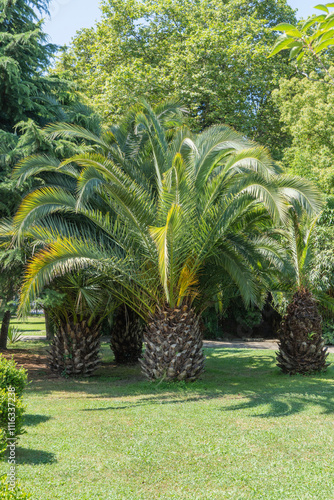 Beautiful Butia capitata palms, commonly known as jelly palms in Sochi Landscape Park. Palm tree with luxurious turquoise leaves. Park near commercial sea port. Nature concept for design.