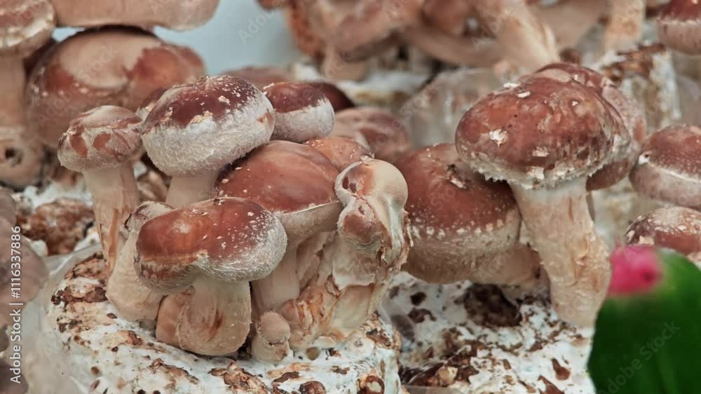 shiitake mushrooms growing in cultivation.
