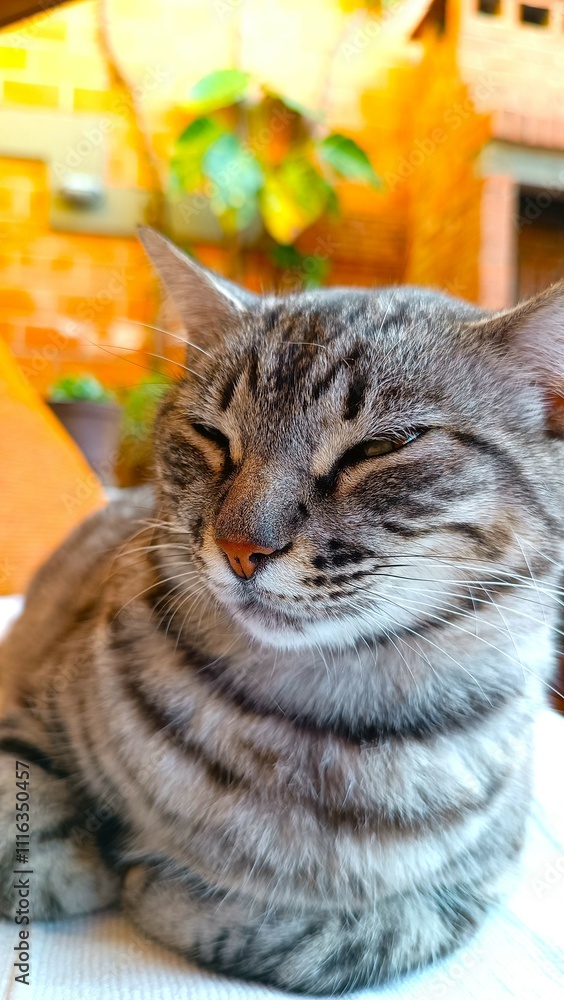 Obraz premium Hermoso gato