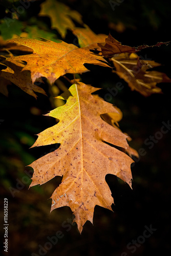 Bladverkleuring in het bos tijdens de herfst photo