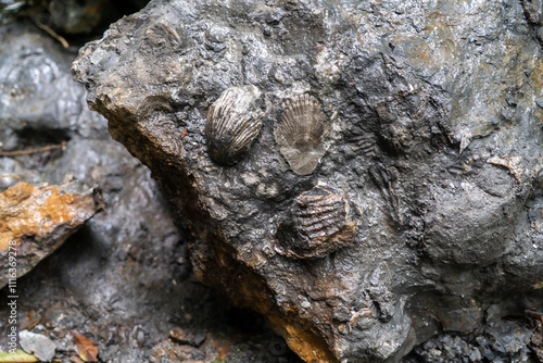 Petrified mollusks in the jungle of Latin America photo