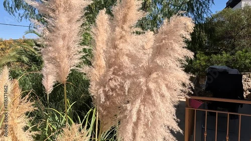 Ornamental plants swinging in the wind in the garden of a house with a detached garden