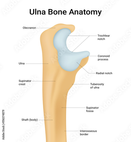 Structure of Ulna Bone Anatomy