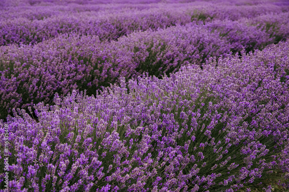 Fototapeta premium Lavender field in Ontario, Canada. Lavender field in summer. 