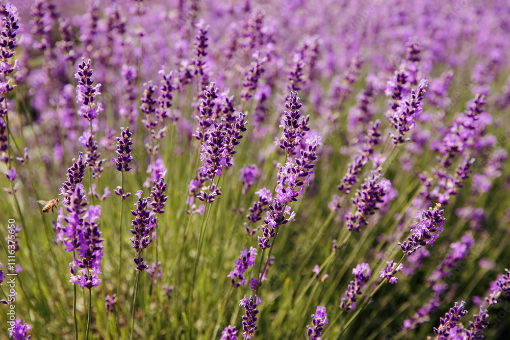 Naklejka premium Lavender flowers blooming in the field in the summer. Ontario, Canada. 