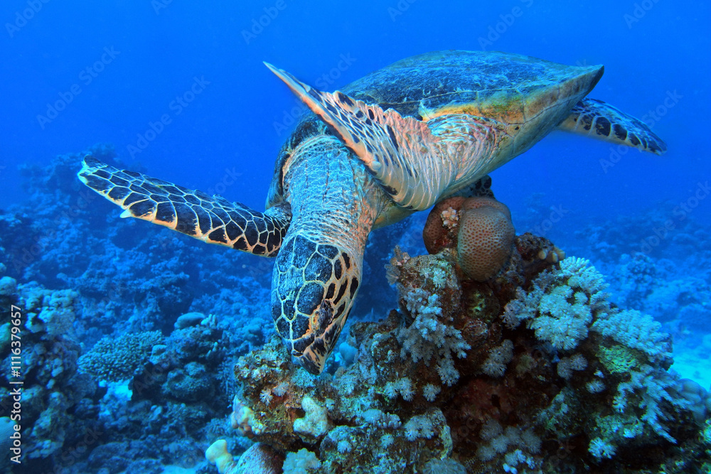 Hawksbill sea turtle in the Red Sea near Marsa Alam in Egypt