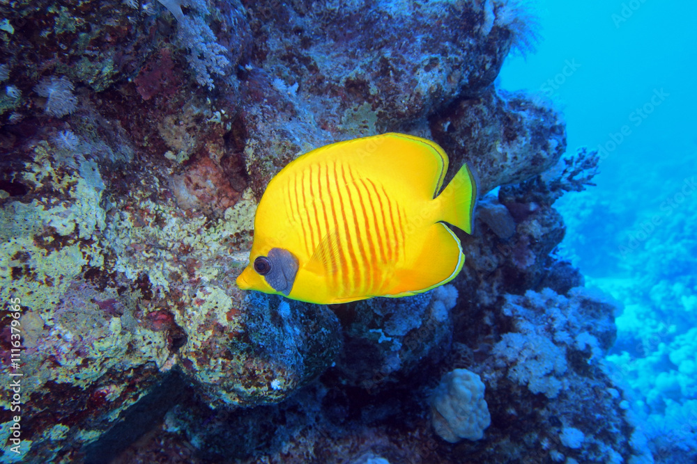 Masked Butterfly Fish in Red Sea near Marsa Alam, Egypt