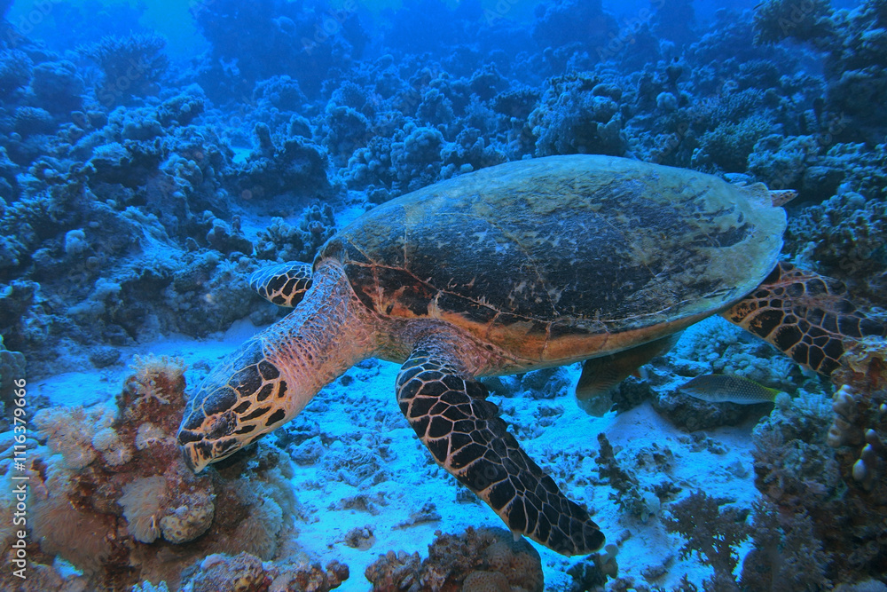 Hawksbill sea turtle in the Red Sea near Marsa Alam in Egypt