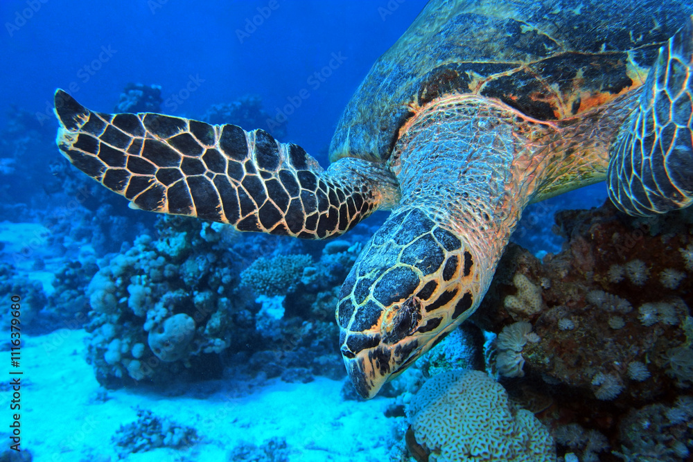 Hawksbill sea turtle in the Red Sea near Marsa Alam in Egypt