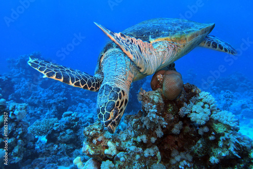Obraz na płótnie Hawksbill sea turtle in the Red Sea near Marsa Alam in Egypt
w salonie
