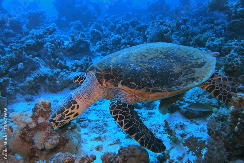 Obraz na płótnie Hawksbill sea turtle in the Red Sea near Marsa Alam in Egypt
w salonie