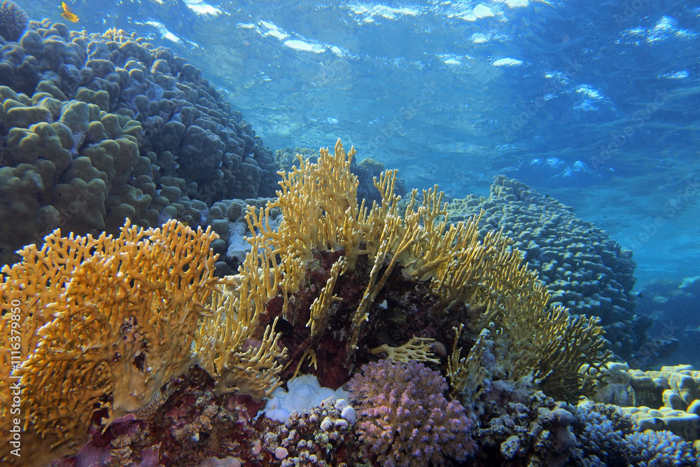 Fire corals in the Red Sea near Fury Shoals in Egypt