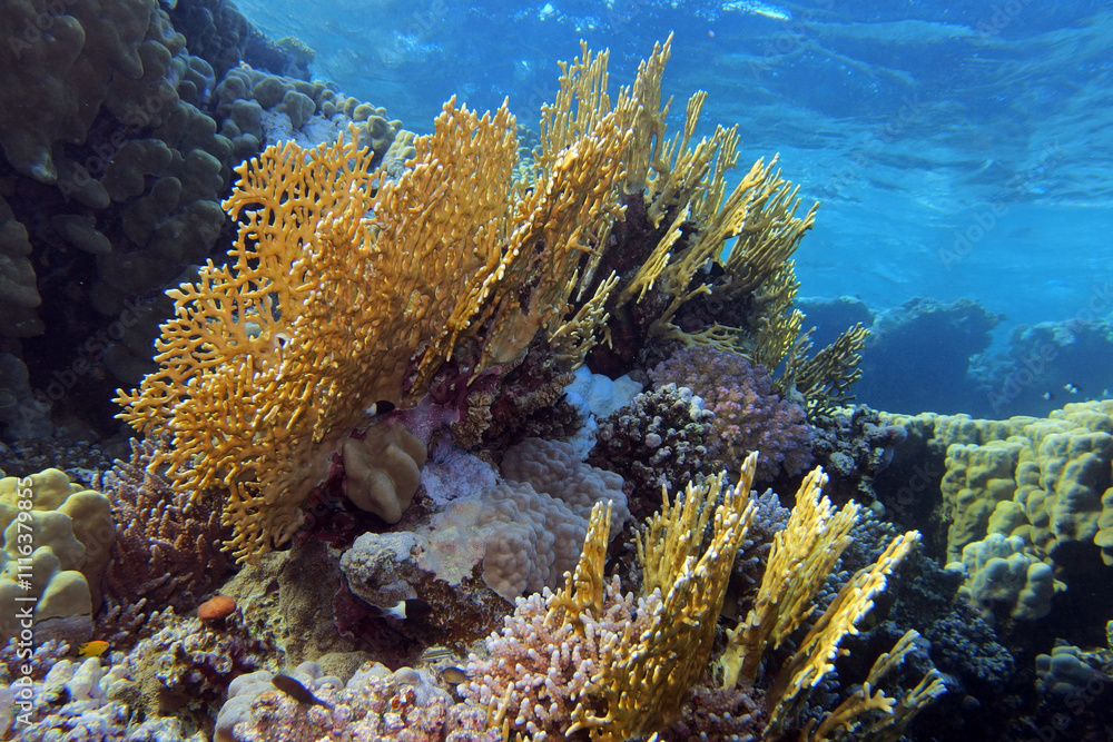 Fire corals in the Red Sea near Fury Shoals in Egypt