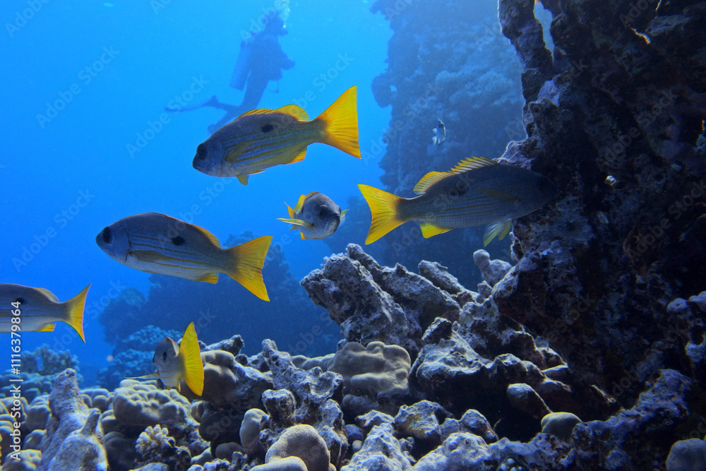 Dory snapper in Red Sea near Fury Shoals, Egypt