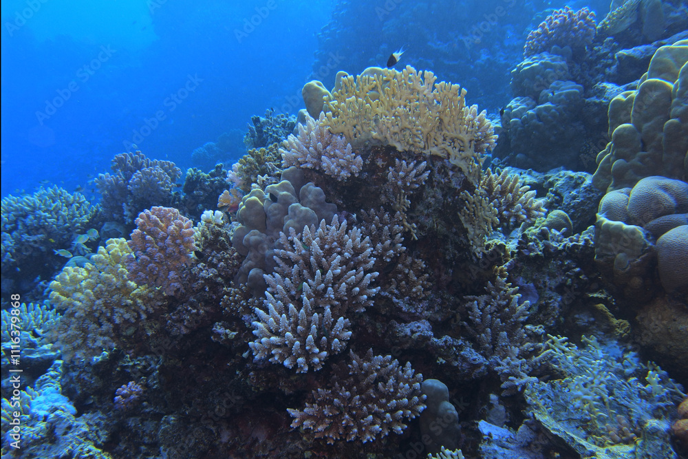 Coral reef in the Red Sea near Fury Shoals in Egypt