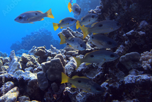 Obraz na płótnie Dory snapper in Red Sea near Fury Shoals, Egypt
w salonie