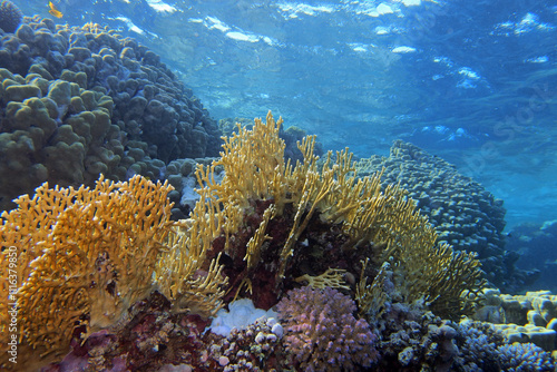 Obraz na płótnie Fire corals in the Red Sea near Fury Shoals in Egypt w salonie