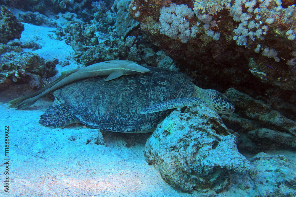 Green sea turtle with white suckerfish in Red Sea near Marsa Alam, Egypt