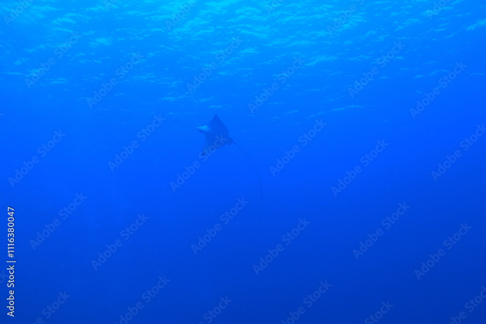 Spotted eagle ray in the Red Sea near Marsa Alam in Egypt
