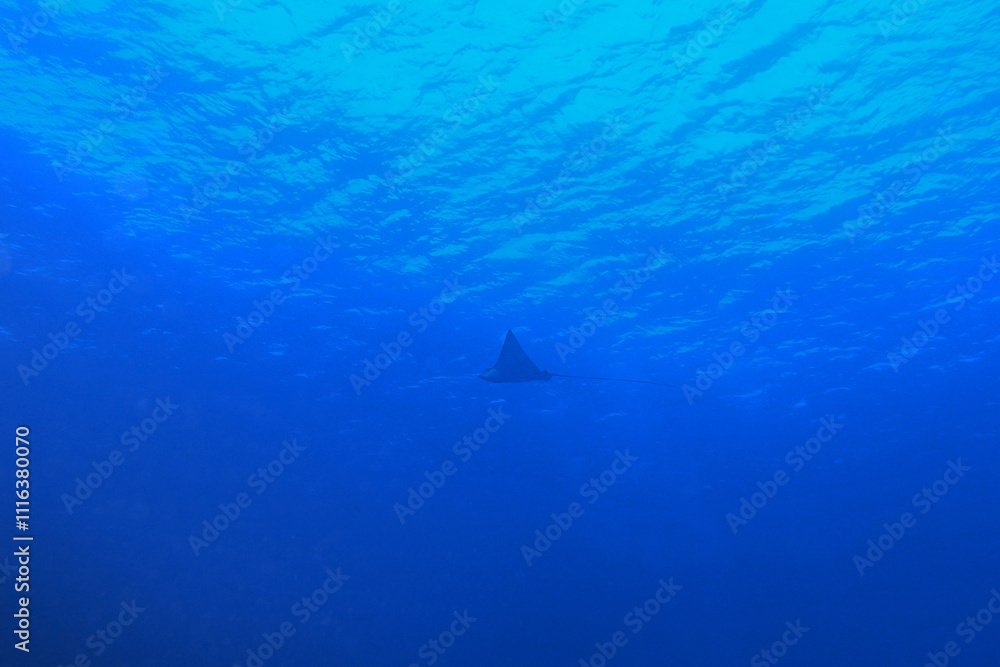 Spotted eagle ray in the Red Sea near Marsa Alam in Egypt