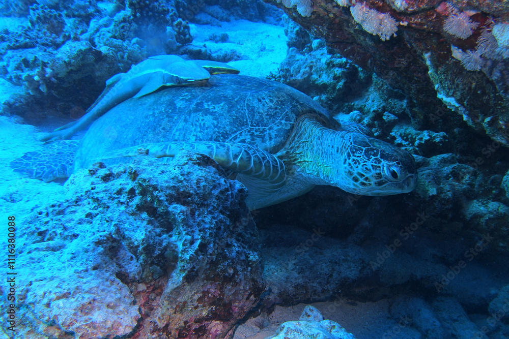 Green sea turtle with white suckerfish in Red Sea near Marsa Alam, Egypt