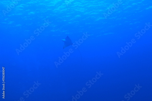Obraz na płótnie Spotted eagle ray in the Red Sea near Marsa Alam in Egypt w salonie