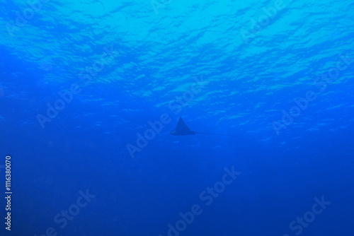 Obraz na płótnie Spotted eagle ray in the Red Sea near Marsa Alam in Egypt w salonie