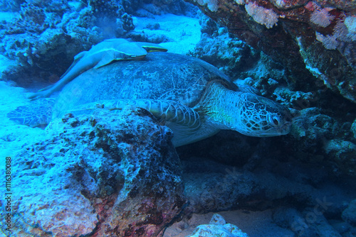 Green sea turtle with white suckerfish in Red Sea near Marsa Alam, Egypt

