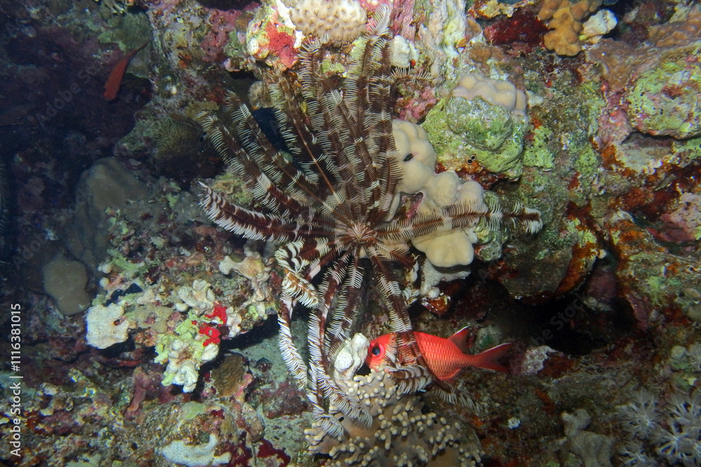 Crinoid in the Red Sea near Marsa Alam in Egypt