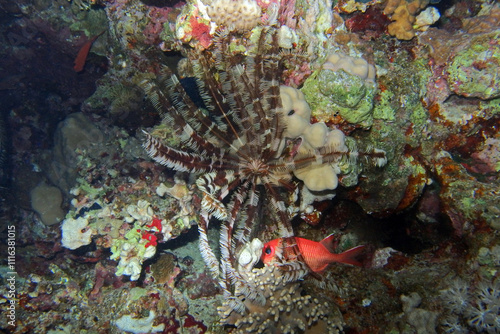 Crinoid in the Red Sea near Marsa Alam in Egypt