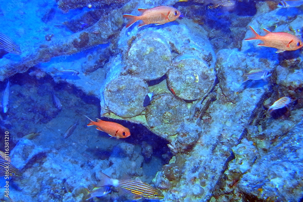 Thistlegorm shipwreck in the Red Sea, Egypt