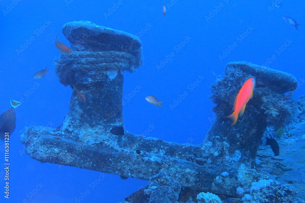 Thistlegorm shipwreck in the Red Sea, Egypt