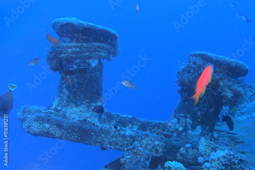 Obraz na płótnie Thistlegorm shipwreck in the Red Sea, Egypt w salonie