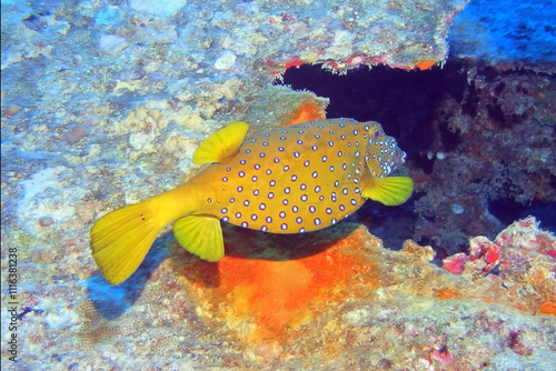 Obraz na płótnie Yellow boxfish in the Red Sea near Marsa Alam in Egypt w salonie