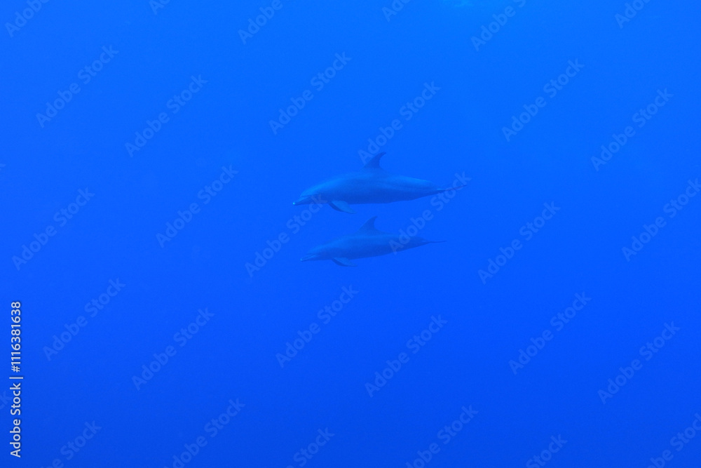 Indo-Pacific bottlenose dolphins in the Red Sea near Marsa Alam in Egypt