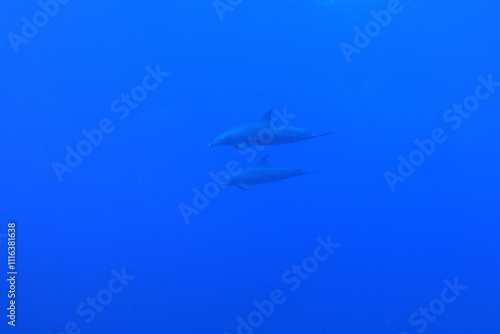 Obraz na płótnie Indo-Pacific bottlenose dolphins in the Red Sea near Marsa Alam in Egypt
w salonie