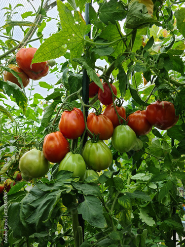 A large branch of red ripe and green tomatoes with leaves in a greenhouse. Variety Red Pear. Vertical formal.