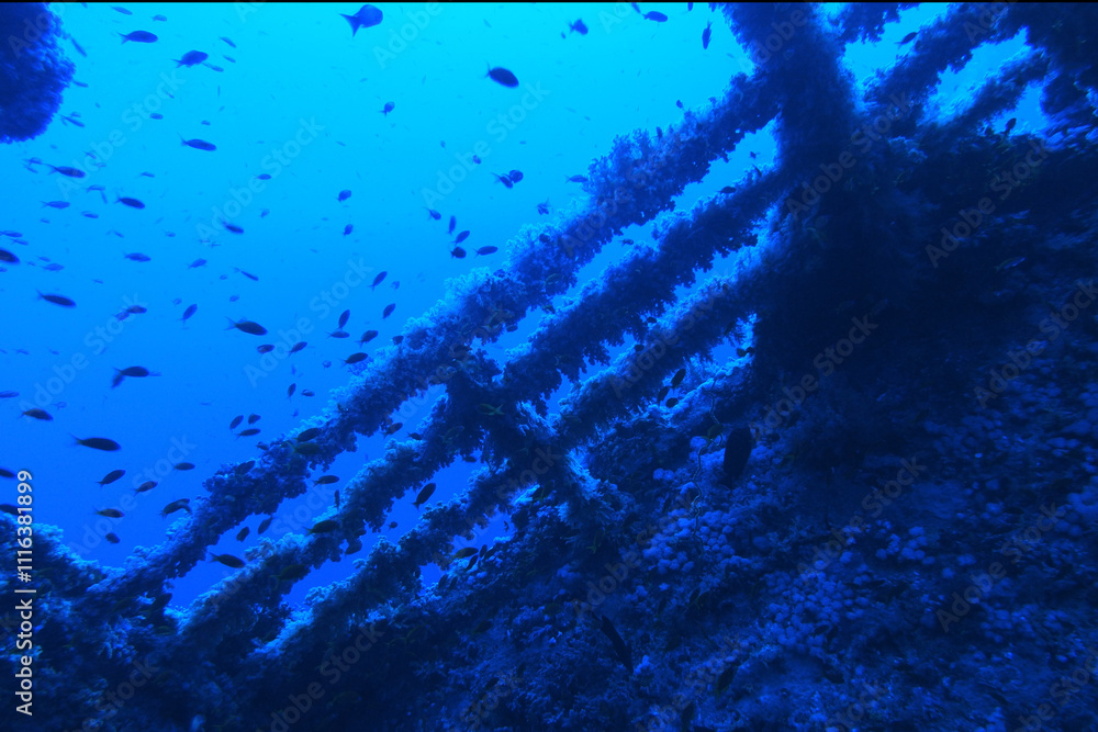 Numidia shipwreck in the Red Sea near Big Brother island, Egypt
