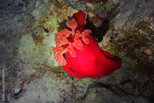 Obraz na płótnie Spanish dancer - sea slug in Red Sea near Marsa Alam by night, Egypt
w salonie