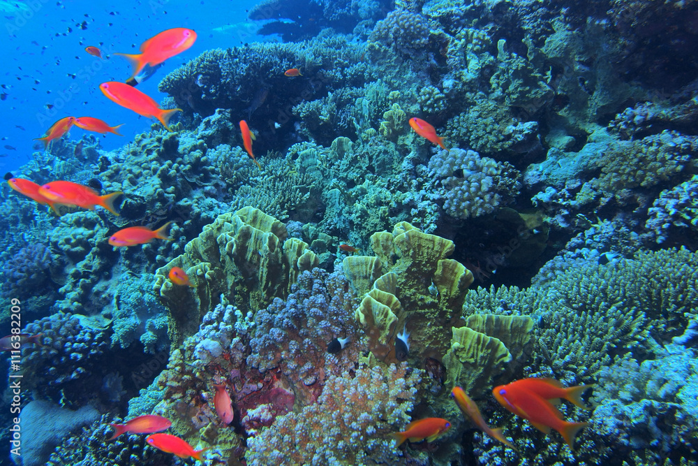 Coral reef near Brothers Island on Red Sea, Egypt